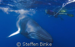 Minke Whale and Snorkler by Steffen Binke 